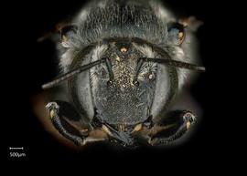   Anthidium parkeri nbsp;female face, photo: Chelsey Ritner 
