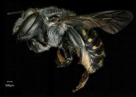   Anthidium parkeri  female lateral habitus, photo: Chelsey Ritner 
