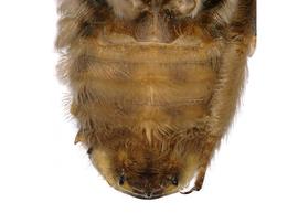   Anthidium florentinum nbsp;male sterna. Photo: Chelsey Ritner 
