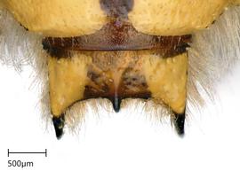   Anthidium florentinum nbsp;male dorsal view of T7.nbsp;Photo: Chelsey Ritner 
