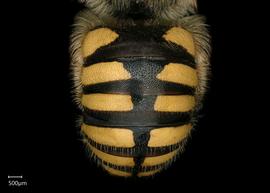   Anthidium florentinum nbsp;male abdomen. Photo: Chelsey Ritner 
