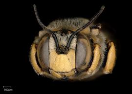   Anthidium florentinum nbsp;male face. Photo: Chelsey Ritner 
