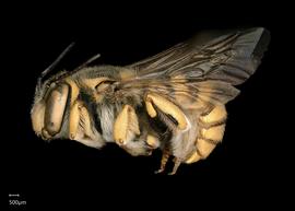   Anthidium florentinum nbsp;male lateral habitus. Photo: Chelsey Ritner 
