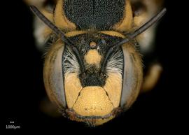   Anthidium florentinum nbsp;female face. Photo: Chelsey Ritner 
