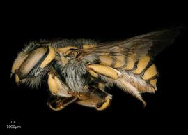   Anthidium florentinumnbsp; female lateral habitus. Photo: Chelsey Ritner 
