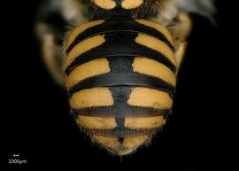   Anthidium florentinumnbsp; female abdomen. Photo: Chelsey Ritner 
