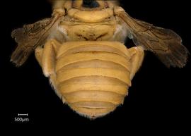   Anthidium (Gulanthidium)  sp. female abdomen, photo: Chelsey Ritner
