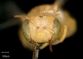   Anthidium unicum  female face, photo: Chelsey Ritner 
