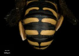   Anthidium oblongatum  male abdomen, photo: Chelsey Ritner 
