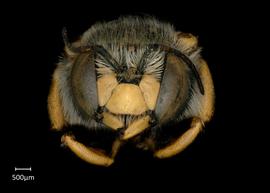   Anthidium oblongatum  male face, photo: Chelsey Ritner 
