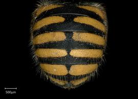   Anthidium oblongatum  female abdomen, photo: Chelsey Ritner 
