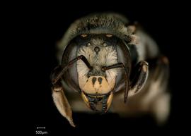   Anthidium niveocinctum  female face, photo: Chelsey Ritner 
