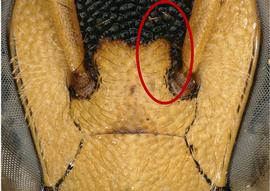   Hypanthidium dressleri  female without juxtantennal carina, photo: C. Ritner 
