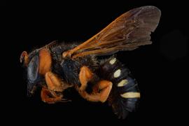   Notanthidium steloides  female lateral habitus, photo: C. Ritner 
