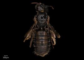   Ceratina ales  female dorsal habitus, photo: Joshua Hengel 
