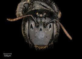   Ceratina ales  female face, photo: Joshua Hengel 
