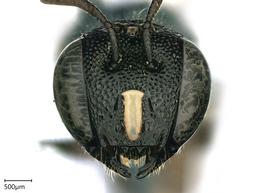   Ceratina armata , female eyes. photo: Chelsey Ritner 
