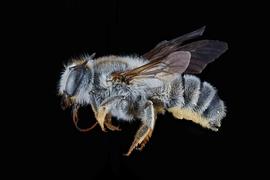   Megachile johannis  female lateral habitus, photo: C. Ritner 
