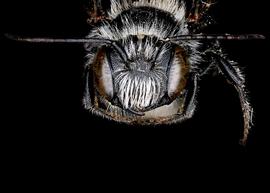   Othinosmia globicola  male face, photo: C. Ritner 
