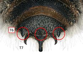   Plesianthidium hamaguaensis  male T6 with tridentate apical margin, photo: C. Ritner 

