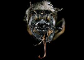   Aspidosmia arnoldi  female face, photo: C. Ritner 
