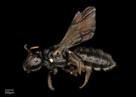   Ceratina ballotae  female lateral habitus, photo: Joshua Hengel 
