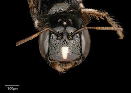   Ceratina ballotae  female face, photo: Joshua Hengel 
