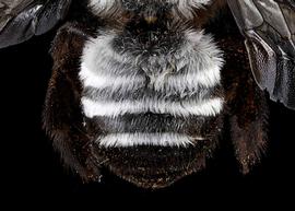   Trichothurgus dubius  female abdomen, photo: T. Brady 
