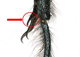   Trichothurgus holomelan  male hind tibia, photo: C. Ritner 
