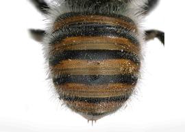   Plesianthidium neli  female abdomen with brown markings, photo: C. Ritner 
