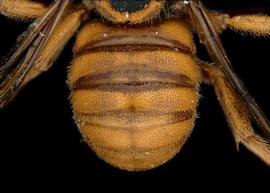   Eoanthidium turnericum  male abdomen, photo: T. Brady 
