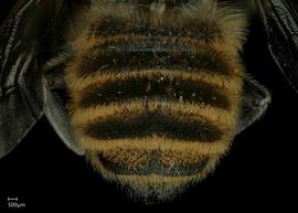   Megachile flavihirsuta  male abdomen, photo: Jeni Sidwell 
