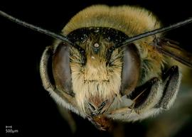   Megachile flavihirsuta  male face, photo: Jeni Sidwell 
