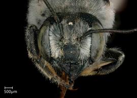   Megachile augustini  female face, photo: Jeni Sidwell 
