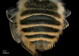   Megachile subfortis  female abdomen, photo: Jeni Sidwell 
