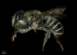   Pseudomegachile ericetorum  male lateral habitus, photo: Shaun Heller 
