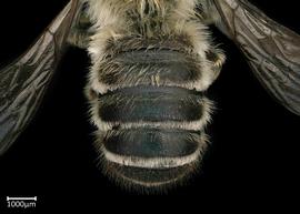  Pseudomegachile ericetorum  male abdomen, photo: Colleen Meidt 
