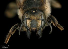   Pseudomegachile ericetorum  female face, photo: Colleen Meidt 
