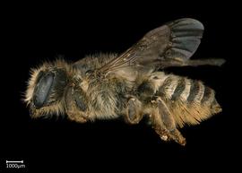   Pseudomegachile ericetorum  female lateral habitus, photo: Colleen Meidt 
