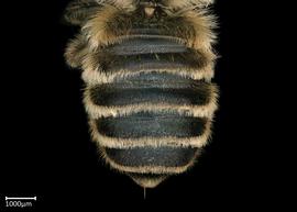   Pseudomegachile ericetorum  female abdomen, photo: Colleen Meidt 
