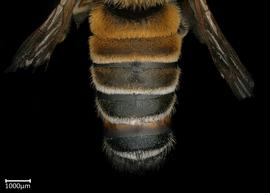   Pseudomegachile lanata  male abdomen, photo: Colleen Meidt
