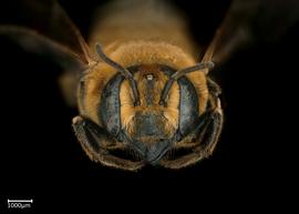   Pseudomegachile lanata  female face, photo: Colleen Meidt 
