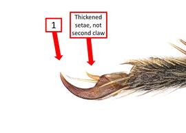   Megachile cephalotes nbsp;female tarsal claw, photo: Joshua Hengel 
