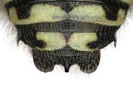   Anthidium tenuiflorae  male, dorsal view of seventh tergum (T7), photo: Chelsey Ritner 
