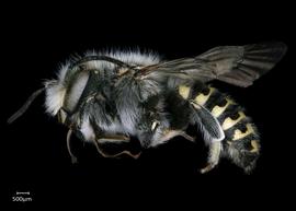   Anthidium tenuiflorae nbsp;male lateral habitus, photo: Chelsey Ritner 
