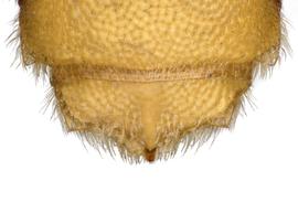   Eoanthidium turnericum  male T7, photo: C. Ritner 
