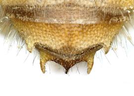   Pachyanthidium ausense  male terga, photo: C. Ritner 
