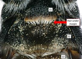   Othinosmia calviniae  male S1 with a with a brush of hair under apical margin, photo: C. Ritner 
