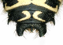   Anthidium atrifrons  male, dorsal view of seventh tergum (T7), photo: Tevan Brady 
