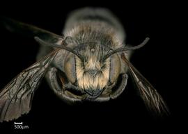   Megachile addendanbsp; male face, photo: Colleen Meidt 
